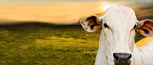 Certrim - Produtor não esqueça de vacinar seu gado